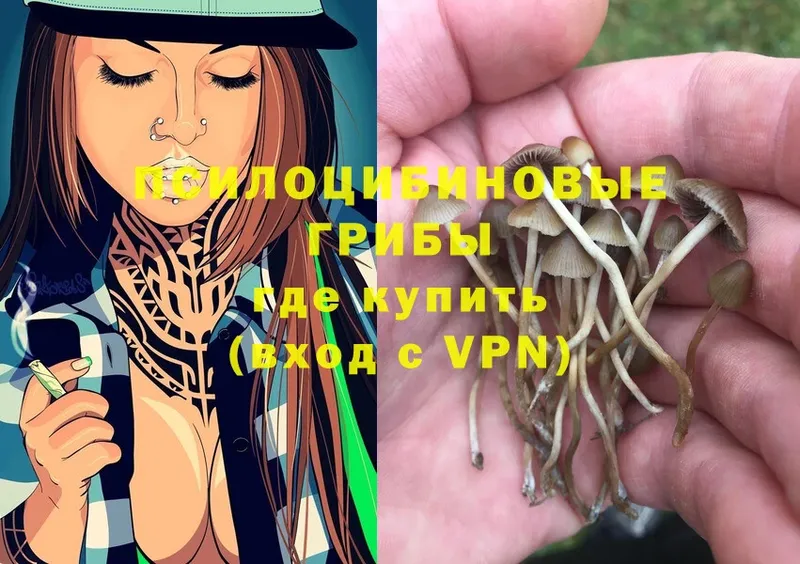 Галлюциногенные грибы Psilocybine cubensis  ОМГ ОМГ как войти  Камызяк 